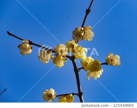 Soshinronbai flowers 1 125439003