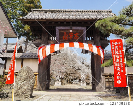 Yamanashi Prefecture, Mountain gate and cherry blossoms in full bloom, April Yamanashi Prefecture, Mountain gate and cherry blossoms in full bloom, April 125439128