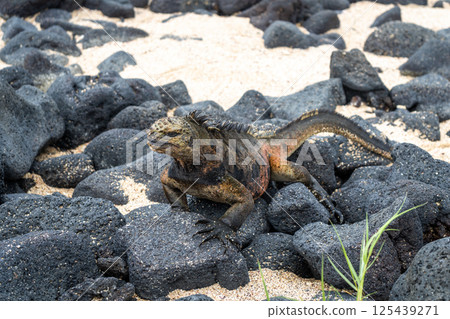 Marine iguana on rocks at Puerto Villamil beach, Galapagos, Ecuador Marine iguana on rocks at Puerto Villamil beach, Galapagos, Ecuador 125439271