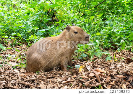 Capybara in Cuyabeno Reserve, Ecuadorian Amazon Capybara in Cuyabeno Reserve, Ecuadorian Amazon 125439273