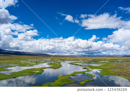 Alpacas and llamas grazing near wetlands in the highlands of Peru 125439289