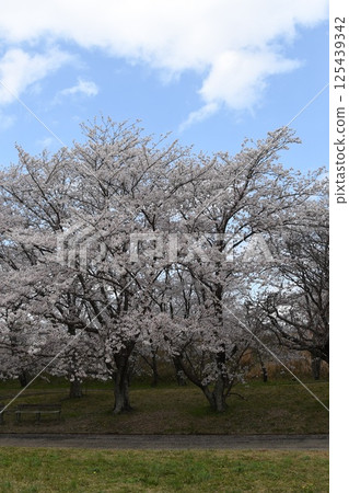盛開的櫻花樹 125439342