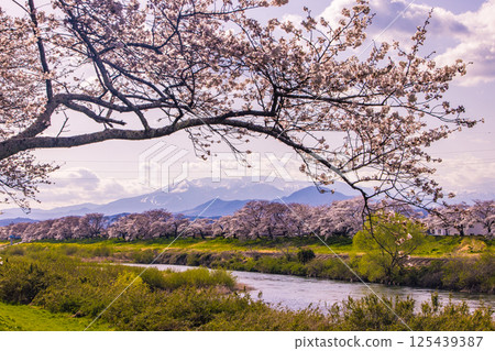 [宮城縣_白石川岸仁千本櫻]從柴田千本櫻橋眺望的景色 125439387