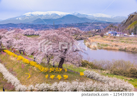 [Miyagi Prefecture_Shiraishi River Bank Hitome Senbonzakura] View from Shibata Senzakura Bridge 125439389