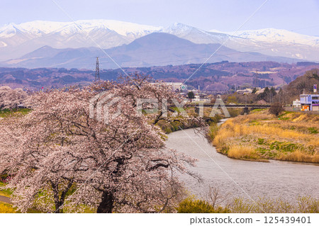 [宮城縣_白石川岸仁千本櫻]從柴田千本櫻橋眺望的景色 125439401