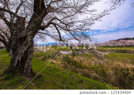 [Miyagi Prefecture_Shiraishi River Bank Hitome Senbonzakura] View from the bank of the Shiraishi River 125439404