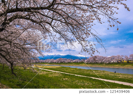 [宮城縣_白石川岸 瞳千本櫻] 從白石川岸眺望 125439406