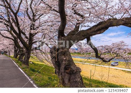 [宮城縣_白石川岸 瞳千本櫻] 從白石川岸眺望 125439407