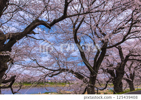 [宮城縣_白石川岸 瞳千本櫻] 從白石川岸眺望 125439408