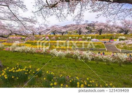 [宮城縣_白石川岸仁千本櫻]白石川千本櫻公園 125439409