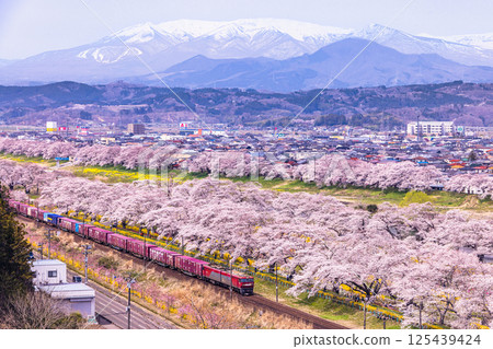 [Miyagi Prefecture_Shiraishi River Bank Hitome Senbonzakura] The view from the observation deck where the fir trees remain 125439424