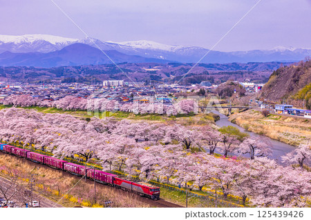 [宮城縣_白石川岸一人千本櫻]從保留著冷杉樹的觀景台眺望 125439426