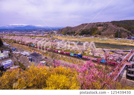 [Miyagi Prefecture_Shiraishi River Bank Hitome Senbonzakura] The view from the observation deck where the fir trees remain 125439430