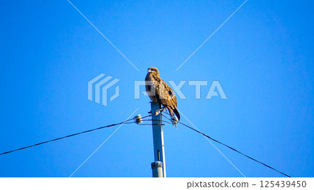Eagle in the blue sky Eagle in the blue sky 125439450