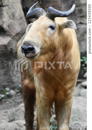 Golden Takin 125439500