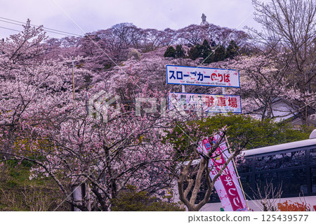 [Miyagi Prefecture_Funaoka Castle Ruins Park] A colorful display of flowers covering the entire mountain 125439577