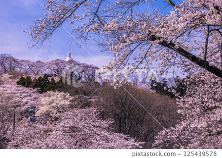 [Miyagi Prefecture_Funaoka Castle Ruins Park] A colorful display of flowers covering the entire mountain 125439578