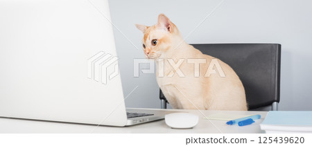 Burmese cat sitting near laptop on desk, work from home with pet concept 125439620