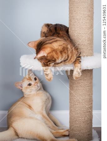 Two pedigree cats on a scratching post in the living room 125439631