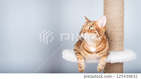 Bengal cat relaxing on a multi-level cat tree against a blue wal 125439632