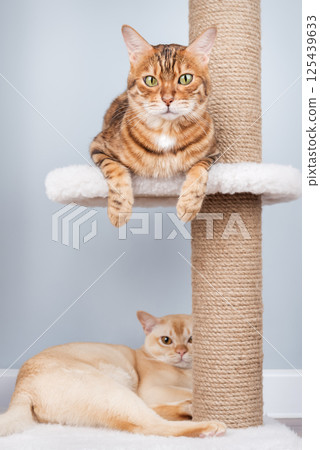 Two pedigree cats on a scratching post in the living room 125439633
