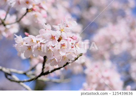 Cherry Blossoms Cherry Blossoms 125439636