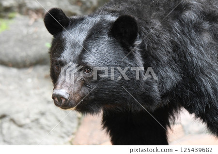 Japanese black bear bear 125439682