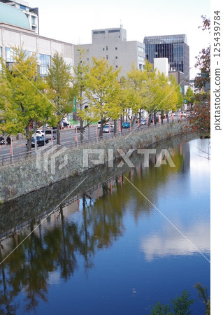 Ginkgo trees along the moat of Wakayama Castle 125439784