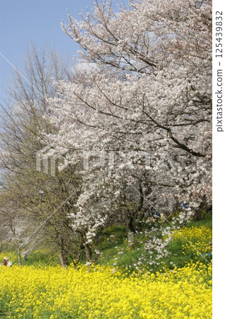 Scenery with cherry blossoms and rape flowers Scenery with cherry blossoms and rape flowers 125439832