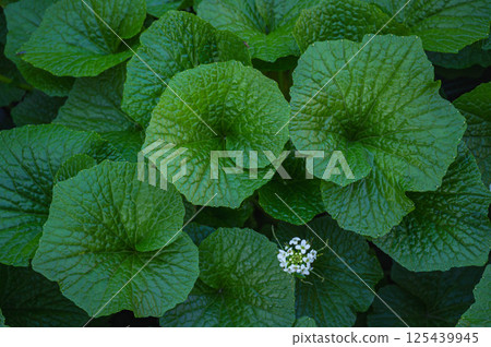 芥末葉和花 芥末葉和花 125439945