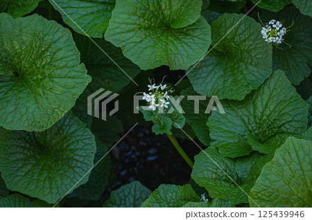 Wasabi leaves and flowers Wasabi leaves and flowers 125439946