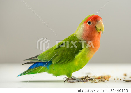 Colorful agapornis 125440133