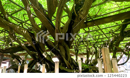 唐津城內風景 唐津城內風景 125440223