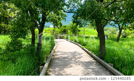 Tadewara Marsh in Aso Kuju National Park Tadewara Marsh in Aso Kuju National Park 125440285
