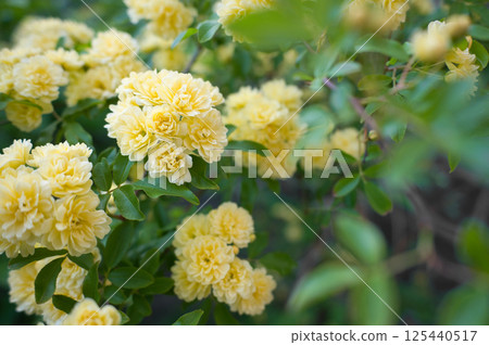 Yellow mock butter flower 125440517