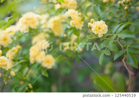 Fragrant yellow rose of the Banksea 125440519