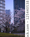 Cherry blossoms blooming on a building street 125440538