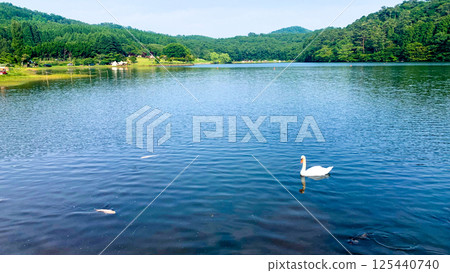 別府志高湖的天鵝與錦鯉 125440740