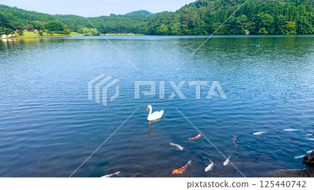 Swans and Nishikigoi at Lake Shidaka, Beppu 125440742