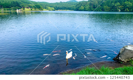 Swans and Nishikigoi at Lake Shidaka, Beppu 125440743