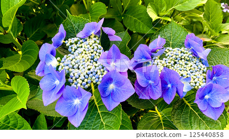 Hydrangeas at Lake Shidaka, Beppu Hydrangeas at Lake Shidaka, Beppu 125440858