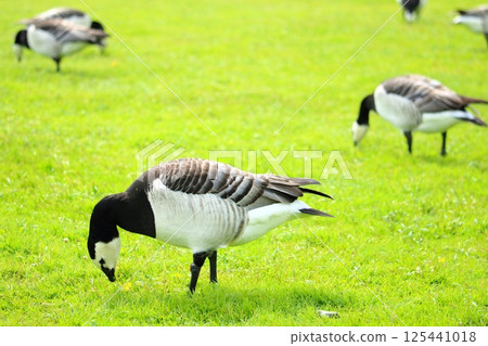 Birds feeding on the grass 125441018