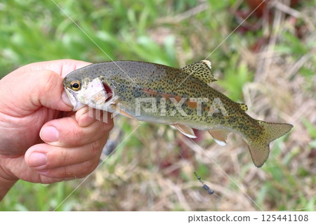 Rainbow trout caught (Tochigi Prefecture) 125441108