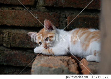 cute kitten on the ground 125441177