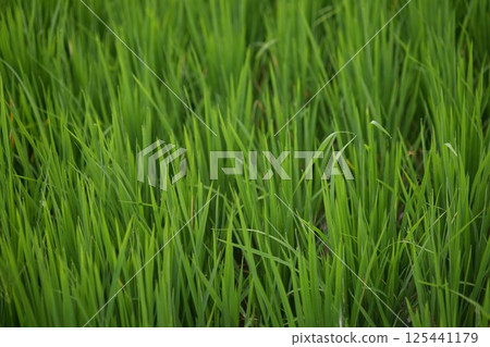 bright green rice fields 125441179
