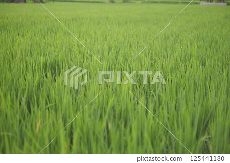 bright green rice fields 125441180