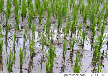 rice fields planted with rice 125441183