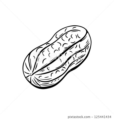 Single peanut in outline hand drawn engraving style Single peanut in outline hand drawn engraving style 125441434