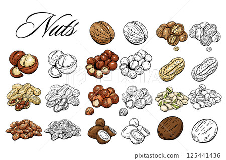 Big nut collection with color and black outline drawings 125441436
