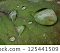 Leaves wet in the rain 125441509